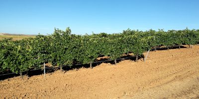 Vinos Adhuc Tempus