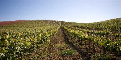 Azienda Vitivinicola Alessandro di Camporeale