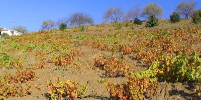 Bodegas Almijara