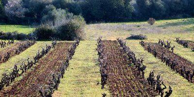 Ànima Negra Viticultors