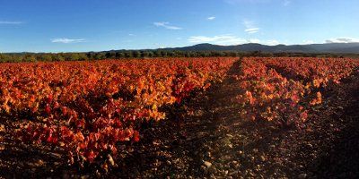 Arizcuren Bodega y Viñedos