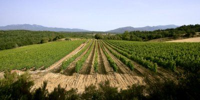 Celler Arché Pagès
