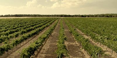 Bodegas Alta Pavina