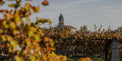 Attis Bodegas y Viñedos