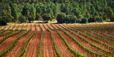 Bodega Bela