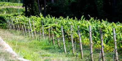 Bargiela Bienati Winery