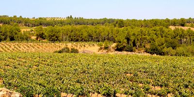 Bodega De Moya