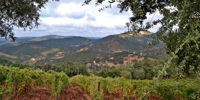 Bodega y Viñedos Cerro San Cristóbal