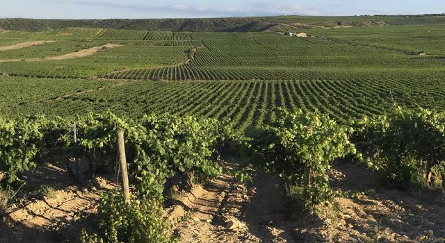 Territorio y viticultura