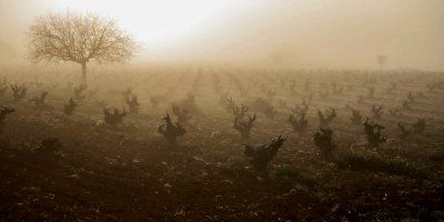 Bodegas D. Mateos