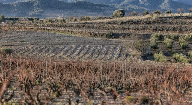 Territorio y viticultura