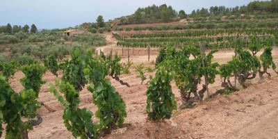 Celler Cal Bessó
