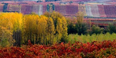 Bodegas Franco Españolas