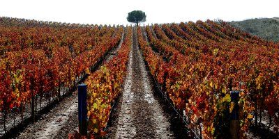 Bodegas Gran Feudo