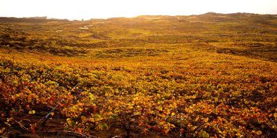 Bodega Juan Matías Torres
