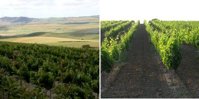 Bodegas Luis Pérez