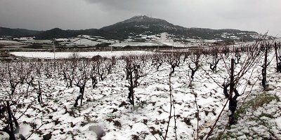 Bodegas Menorquinas