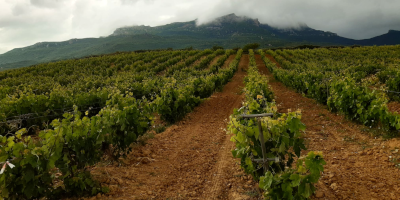 Bodega del Monge-Garbati