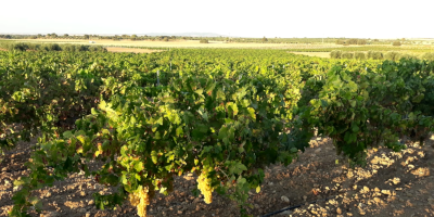 Bodegas Marisol Rubio
