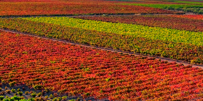 Bodegas Manzanos