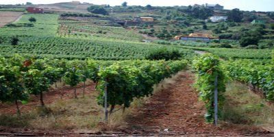 Bodega Suertes del Marqués