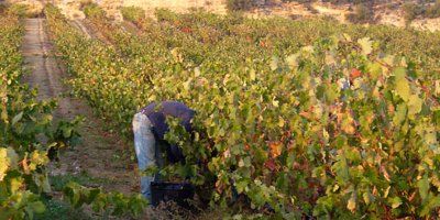 Berarte Viñedos y Bodegas