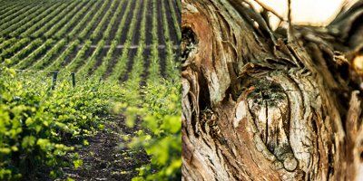 Bodegas Tierras de Orgaz