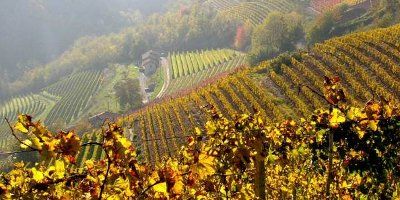 Vigneti