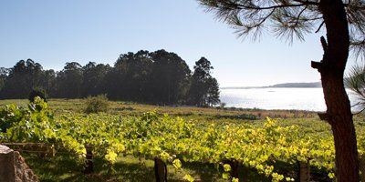 Bodegas La Cana