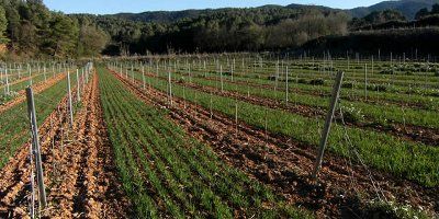 Carlania Celler