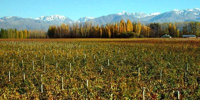 Bodegas Caro