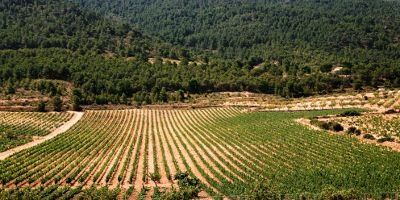 Bodegas Castaño