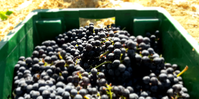 Celler Bergonyó i Durall