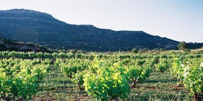 Cellers Baronia del Montsant