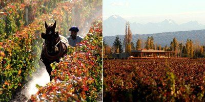 Château Cheval Blanc - Terrazas de los Andes