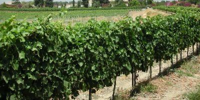 Clos de Gat