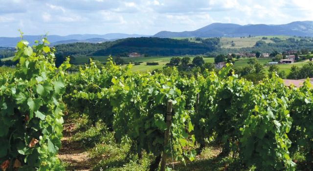 Territorio y viticultura