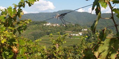 Ronchi di Cialla
