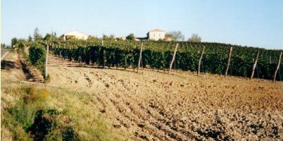 Il vigneto
