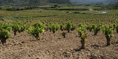 Bodega Carlos Moro