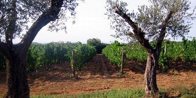 Celler Mas Patiràs