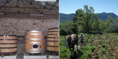 Comando G Viticultores