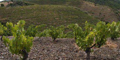 Costers del Priorat
