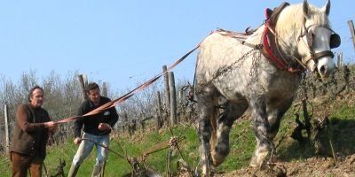 Vignoble de la Coulée de Serrant