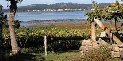 Bodegas y Viñedos Chan de Rosas