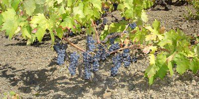 Celler Castellet
