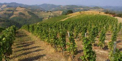 Castelluccio Azienda Agricola