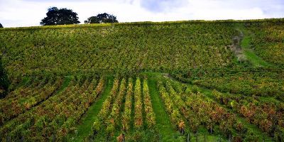 Domaine Bertrand
