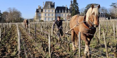 Domaine Jean Fournier 
