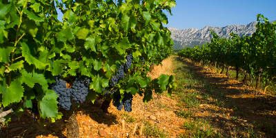 Domaine des Diables